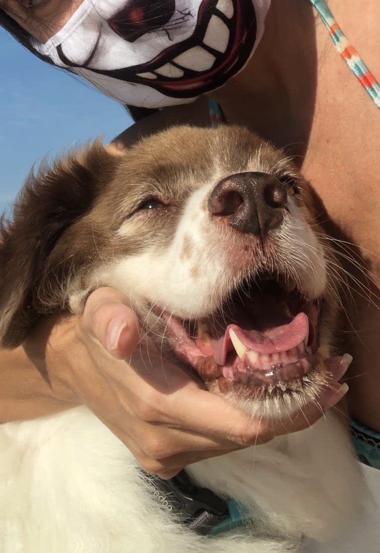 Dudu, an American Village Dog tested with EmbarkVet.com