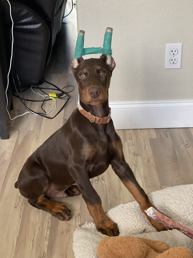 Maverick, a Doberman Pinscher tested with EmbarkVet.com