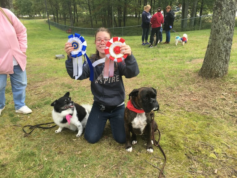 Murray, a Boxer tested with EmbarkVet.com