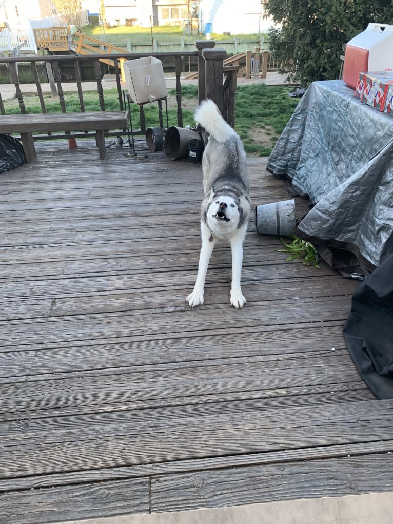 Caine, a Siberian Husky tested with EmbarkVet.com