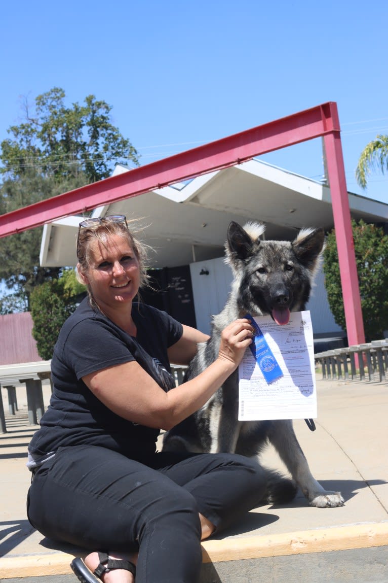 XENA, a White Shepherd tested with EmbarkVet.com