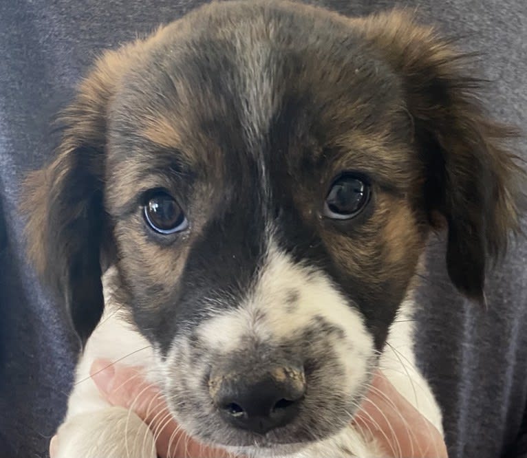 Bender, a Whippet and Border Collie mix tested with EmbarkVet.com