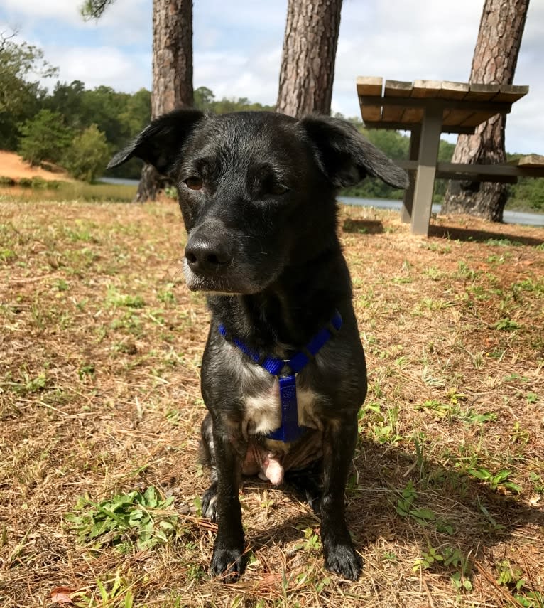 Jack, a Chihuahua and Dachshund mix tested with EmbarkVet.com