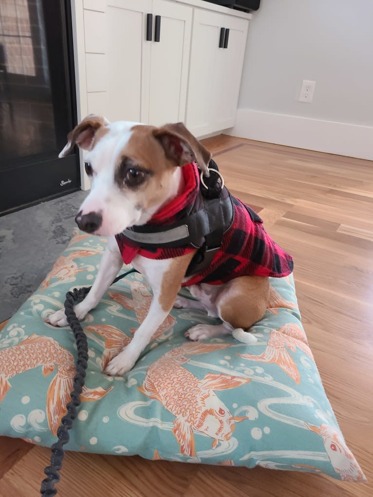 Klaus, an American Pit Bull Terrier and Chihuahua mix tested with EmbarkVet.com