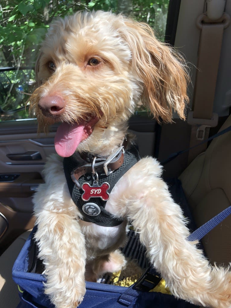 Syd, a Bichon Frise and Yorkshire Terrier mix tested with EmbarkVet.com