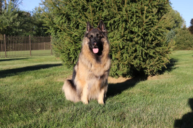 Maya, a German Shepherd Dog tested with EmbarkVet.com