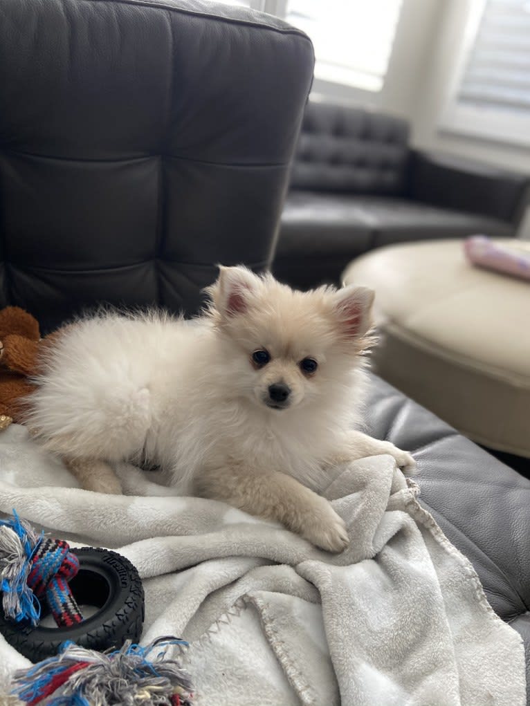 Kai, a Pomeranian tested with EmbarkVet.com