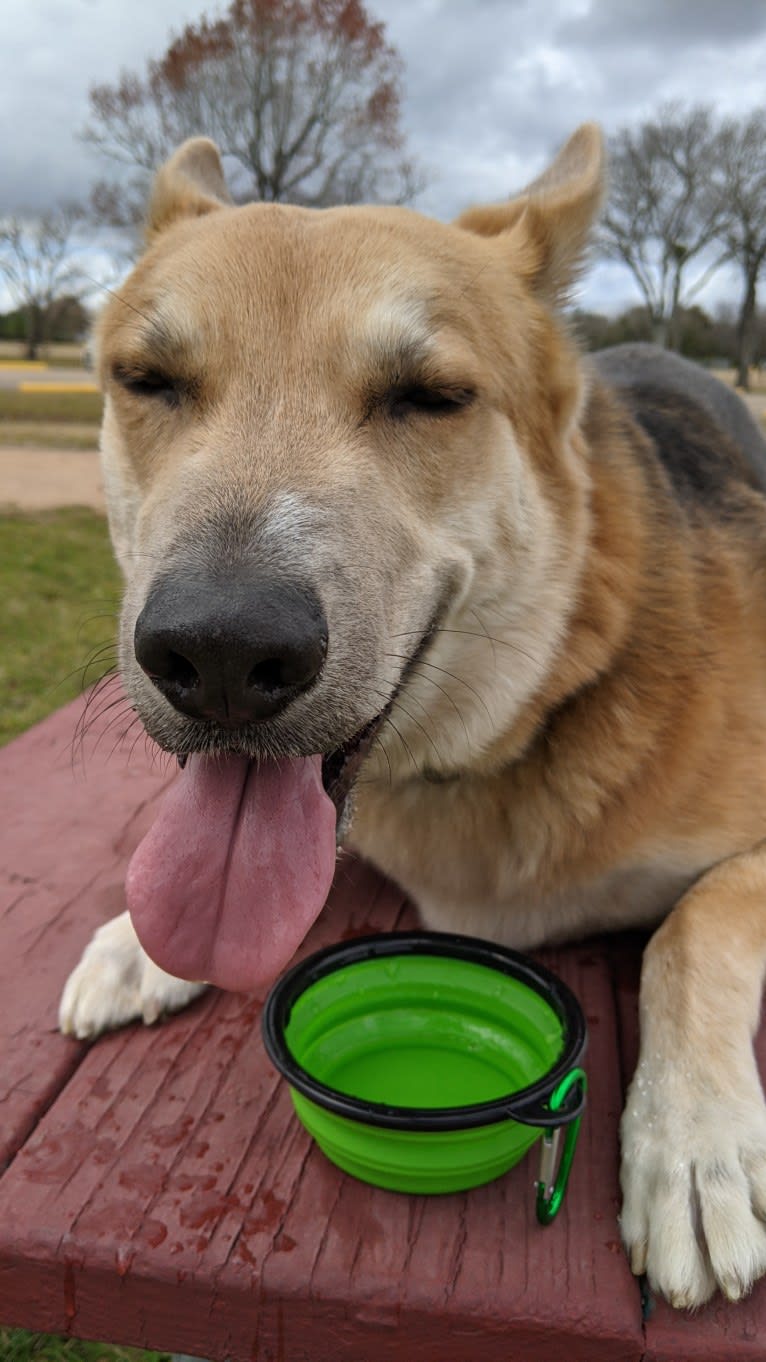 Loki, a German Shepherd Dog and Siberian Husky mix tested with EmbarkVet.com