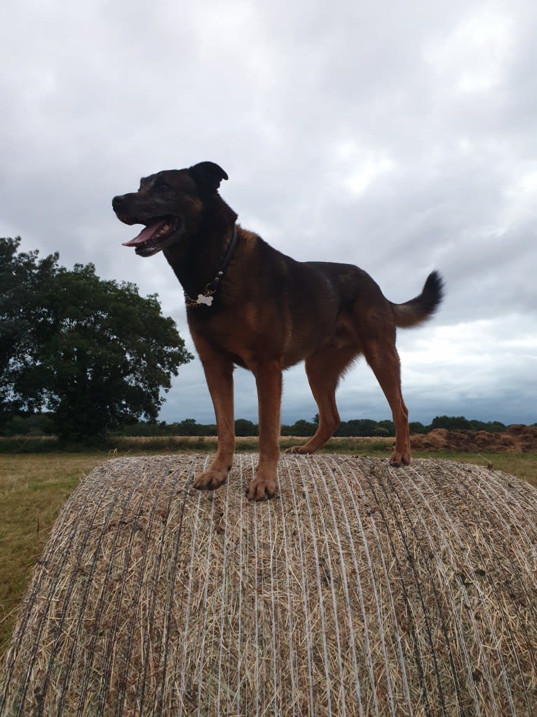 Alfie, a Belgian Malinois and Rottweiler mix tested with EmbarkVet.com