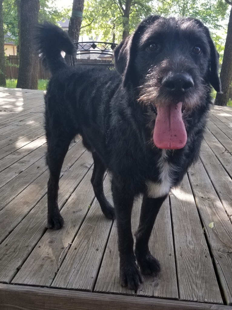 Laszlo, a Greater Swiss Mountain Dog and Poodle (Standard) mix tested with EmbarkVet.com