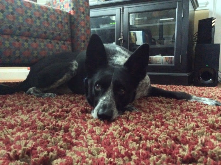 Bandit, a German Shepherd Dog and Border Collie mix tested with EmbarkVet.com