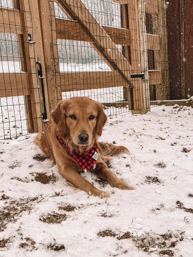 Marley, a Golden Retriever tested with EmbarkVet.com