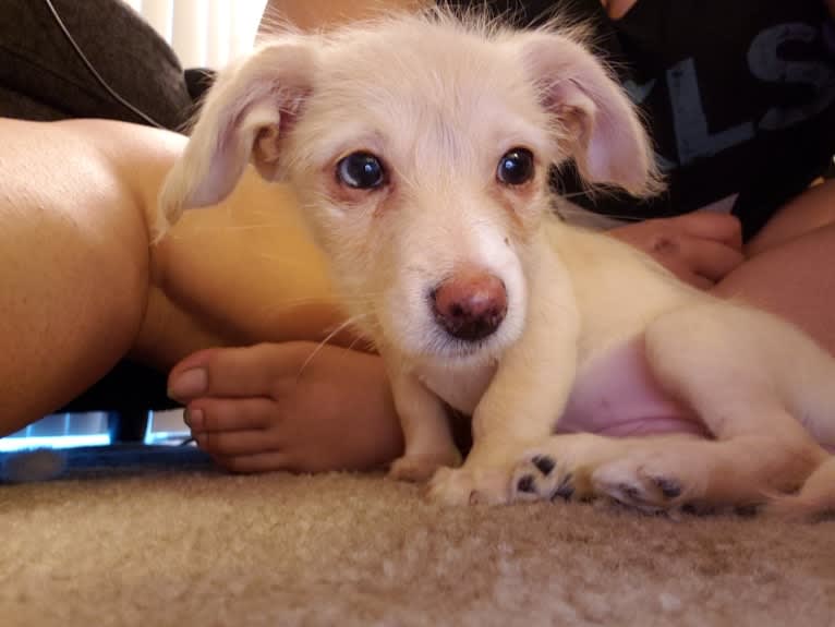 Hannah, a Dachshund and Bichon Frise mix tested with EmbarkVet.com