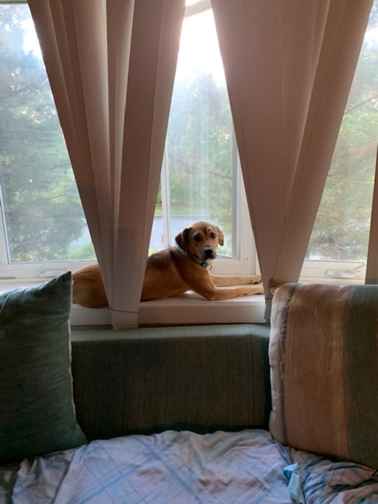 Pretzel, a Beagle and Golden Retriever mix tested with EmbarkVet.com