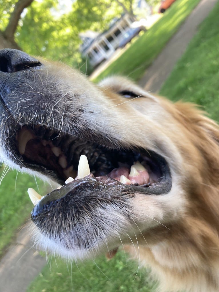 Timber “Gross Manor’s I’ll Be The One You Won’t Forget”, a Golden Retriever tested with EmbarkVet.com