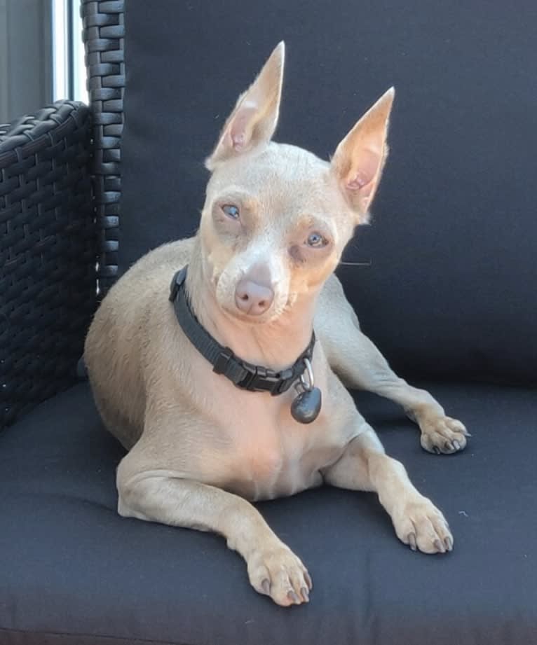 Roo, a Miniature Pinscher tested with EmbarkVet.com