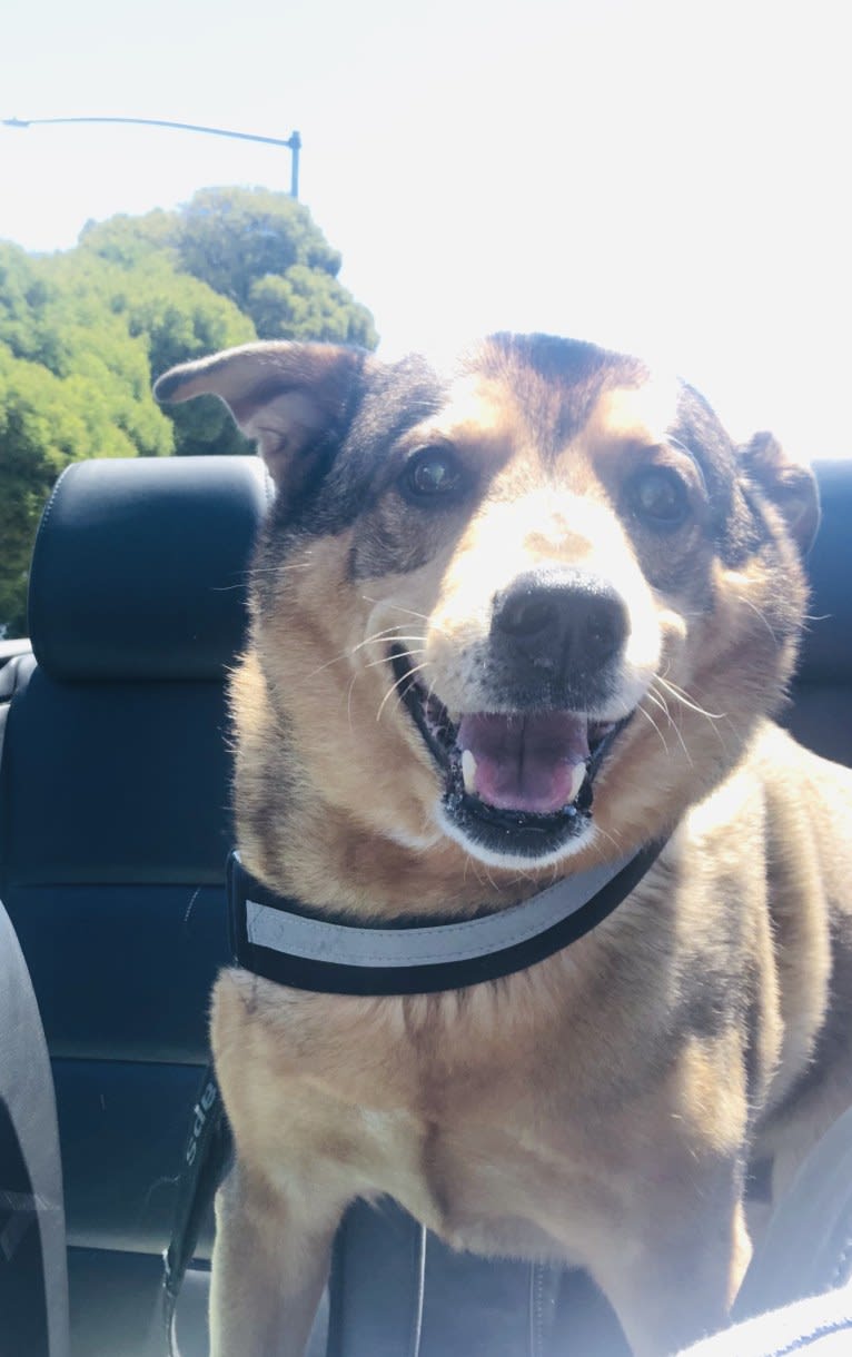 Blue, a Chow Chow and Beagle mix tested with EmbarkVet.com