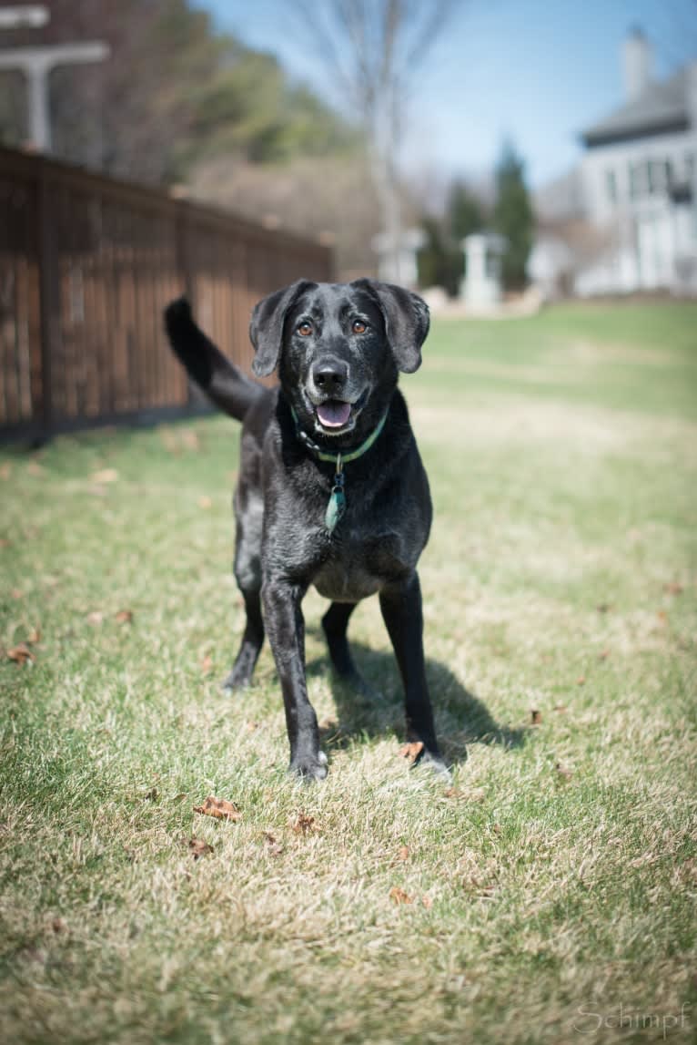 Schimpf's Addicted to the Game ("Addie"), a Labrador Retriever and German Shepherd Dog mix tested with EmbarkVet.com