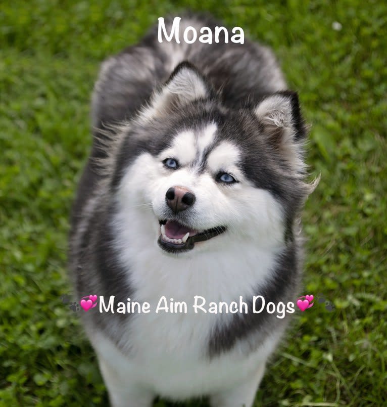 Moana, a Siberian Husky and Pomeranian mix tested with EmbarkVet.com