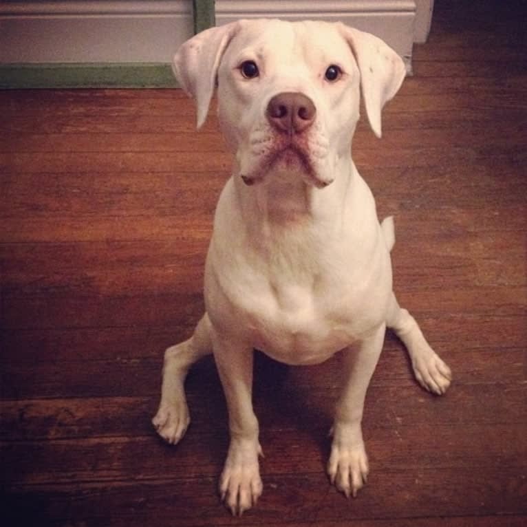 Murphy Lorenzo, an American Pit Bull Terrier and Brittany mix tested with EmbarkVet.com