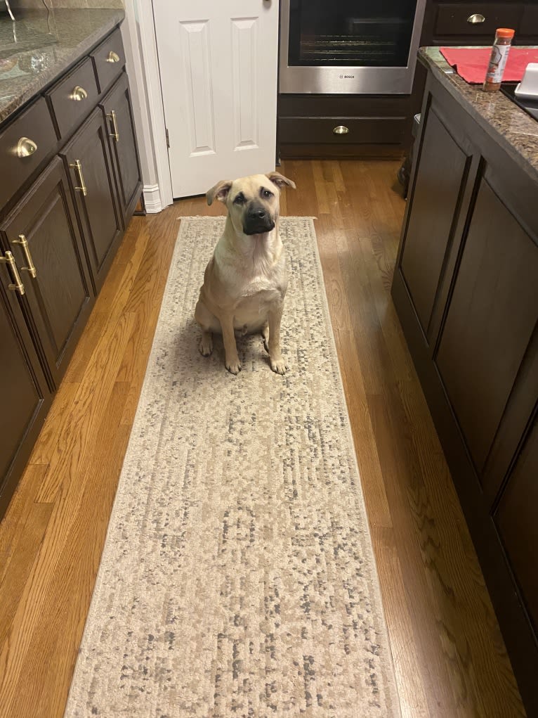 Coney, a Great Pyrenees and American Pit Bull Terrier mix tested with EmbarkVet.com