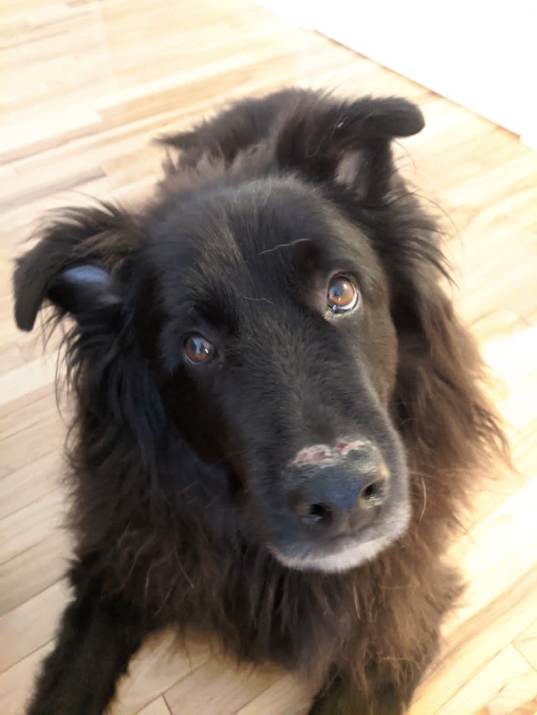 Teddy, a Rottweiler and Samoyed mix tested with EmbarkVet.com