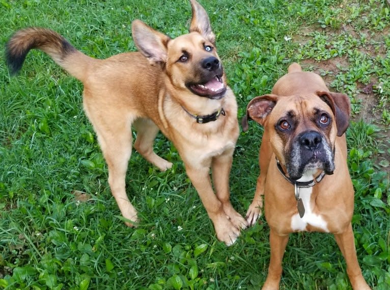 Canyon, a Siberian Husky and Saint Bernard mix tested with EmbarkVet.com