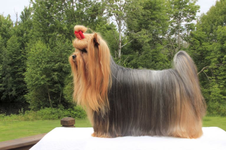 Boomer (Rosemarks Travelin MsChif), a Yorkshire Terrier tested with EmbarkVet.com