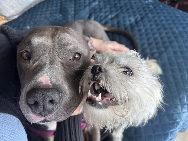 Xochi, a Shih Tzu and Lhasa Apso mix tested with EmbarkVet.com