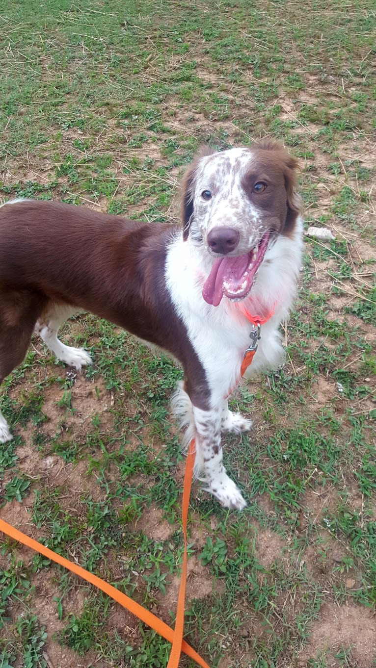 Maple, a German Shorthaired Pointer and Chow Chow mix tested with EmbarkVet.com