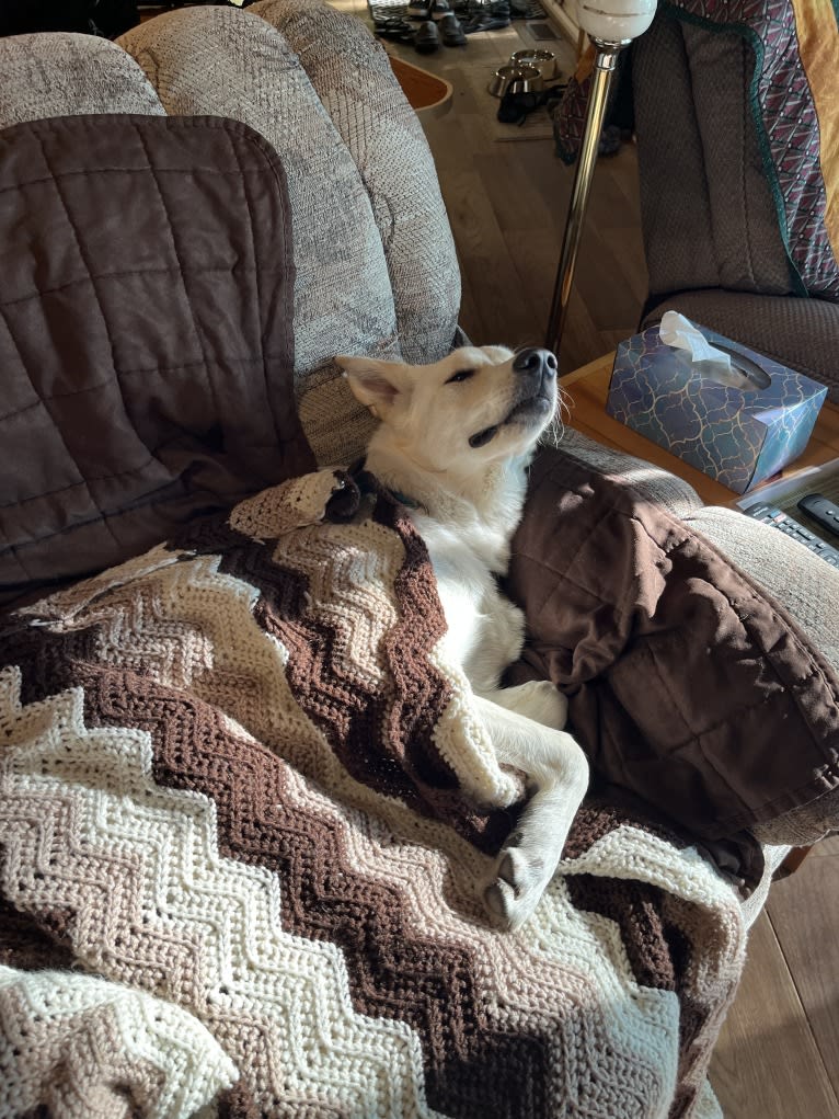 Walter, an Alaskan Malamute and Siberian Husky mix tested with EmbarkVet.com