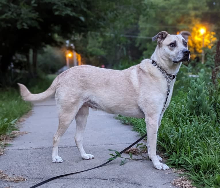 Duke, an American Pit Bull Terrier and Mountain Cur mix tested with EmbarkVet.com