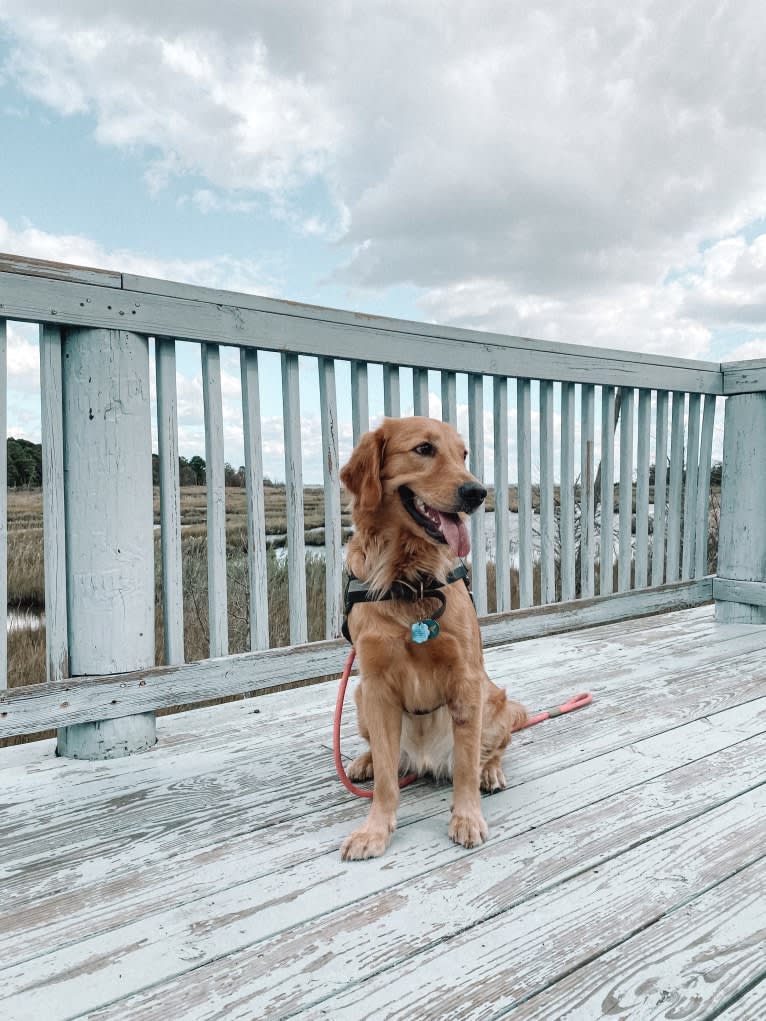 Marley, a Golden Retriever tested with EmbarkVet.com