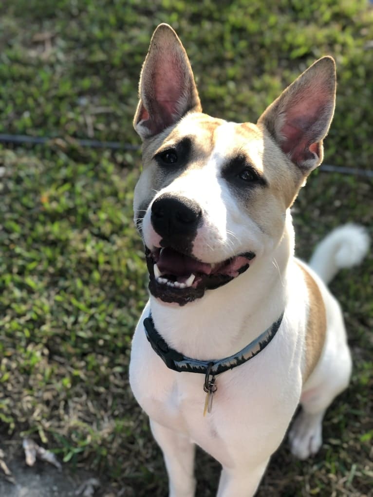 Nelson (Nelly), an Akita and American Pit Bull Terrier mix tested with EmbarkVet.com