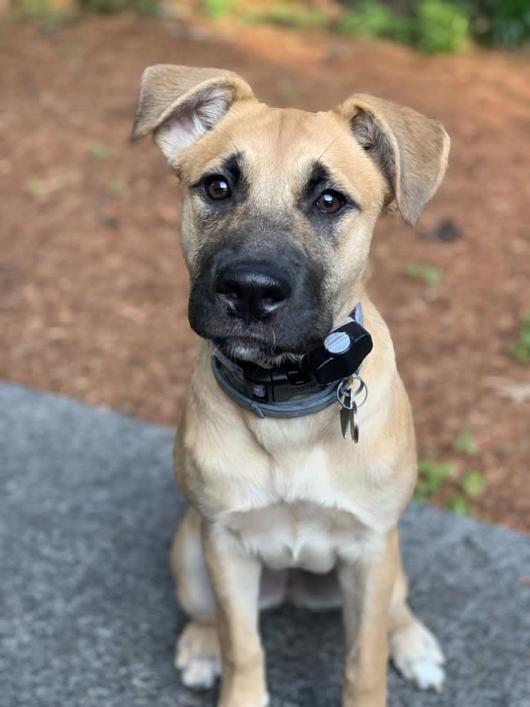 Nikki, a German Shepherd Dog and Chow Chow mix tested with EmbarkVet.com