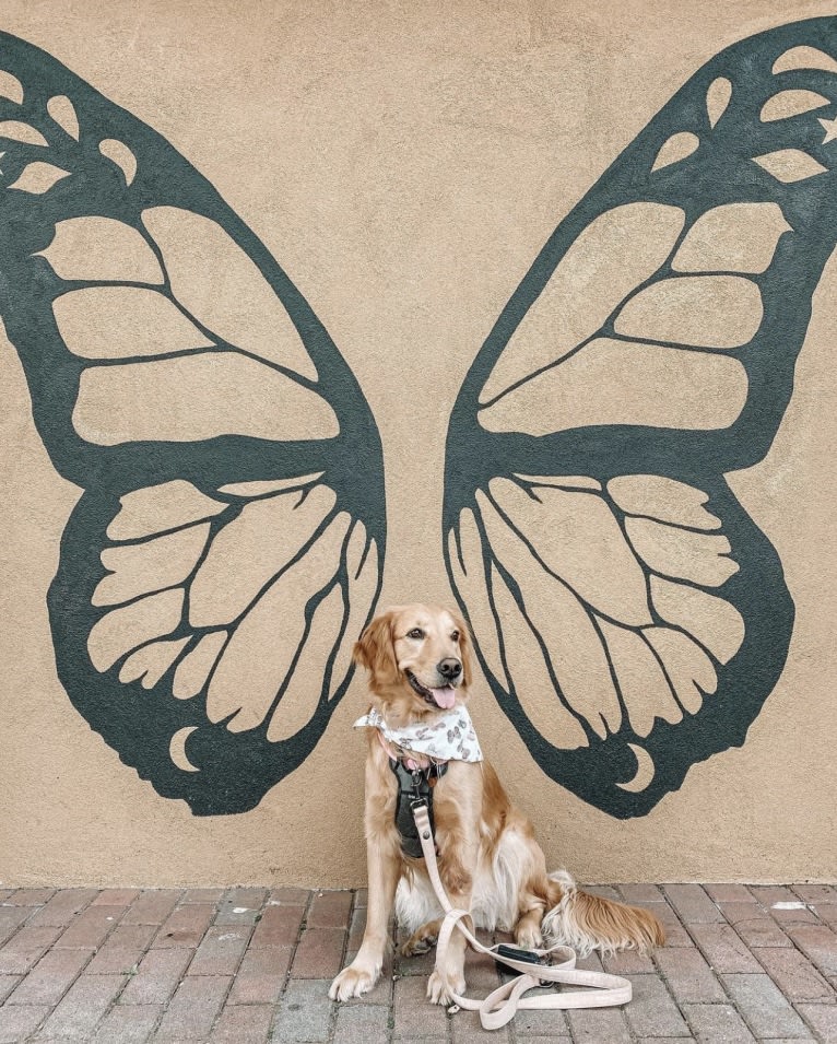 Marley, a Golden Retriever tested with EmbarkVet.com