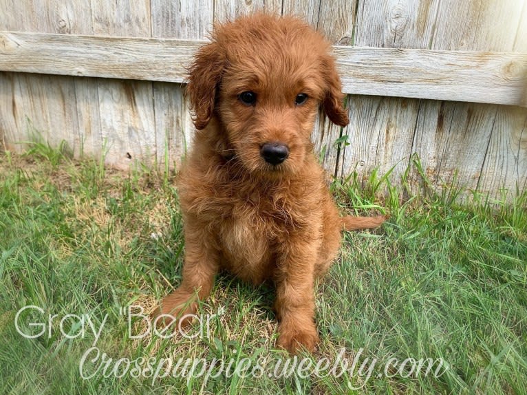 Gray Collar, a Goldendoodle tested with EmbarkVet.com