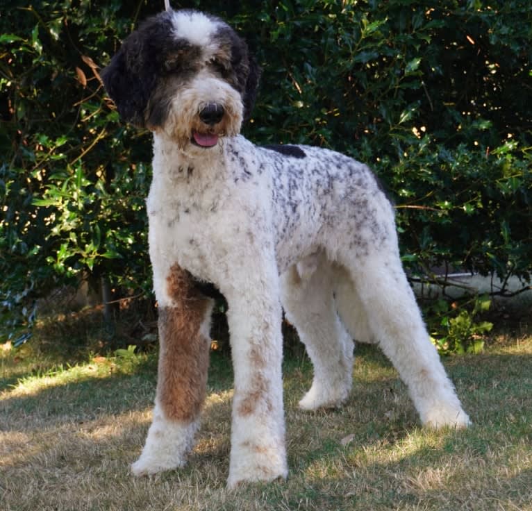 Utah, a Poodle (Standard) tested with EmbarkVet.com
