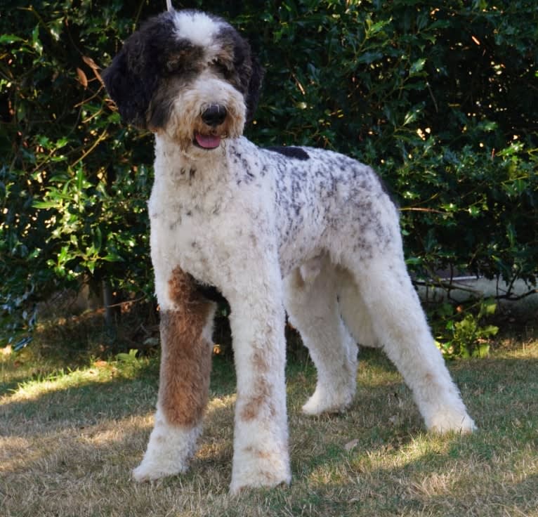 Utah, a Poodle (Standard) tested with EmbarkVet.com