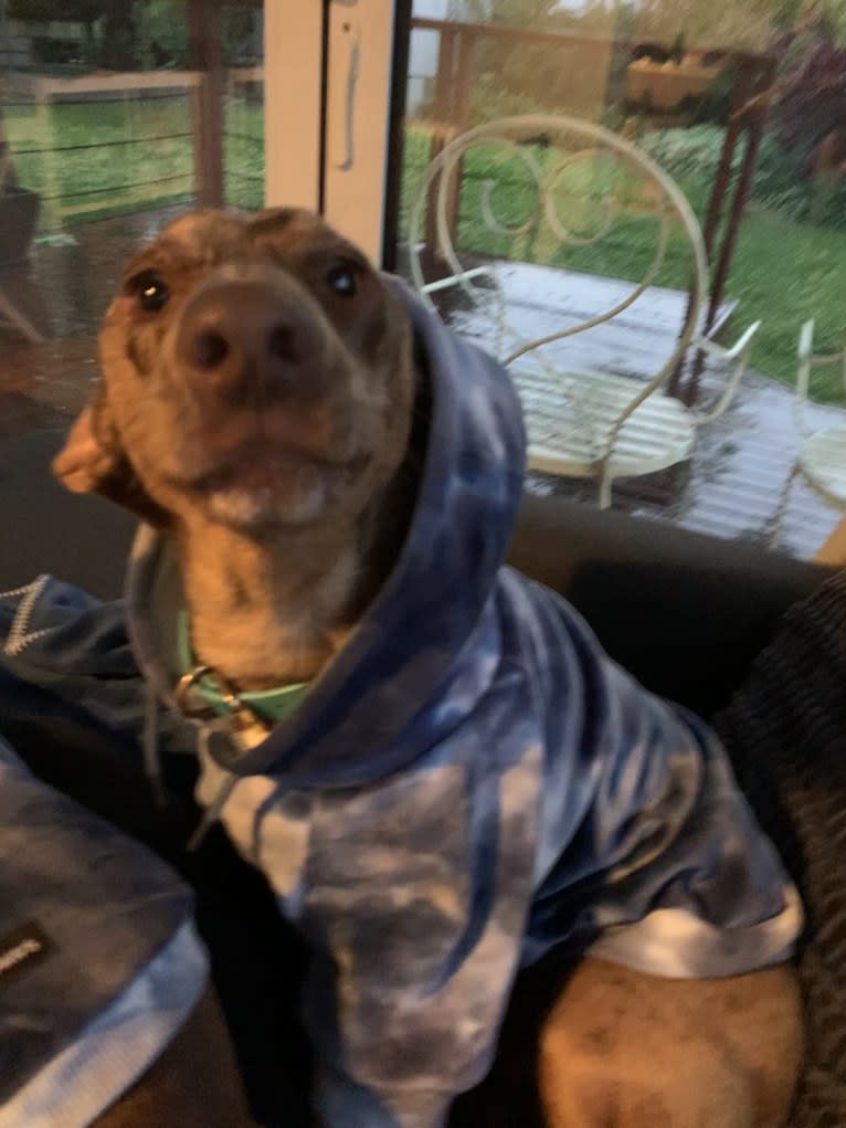 Otis, a Dachshund and Australian Kelpie mix tested with EmbarkVet.com