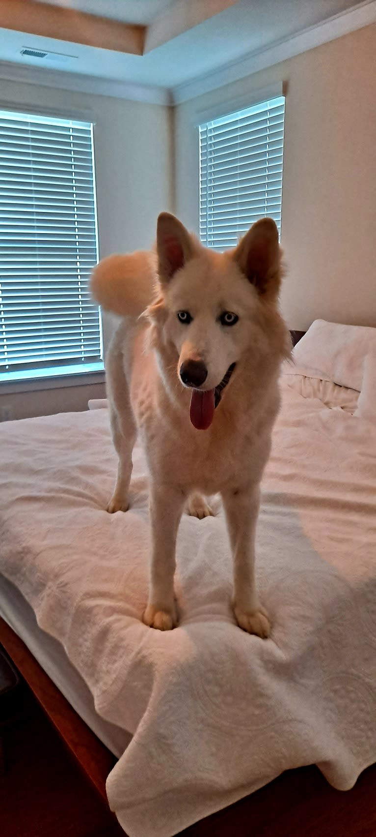 Dakota, a Siberian Husky and Alaskan Malamute mix tested with EmbarkVet.com