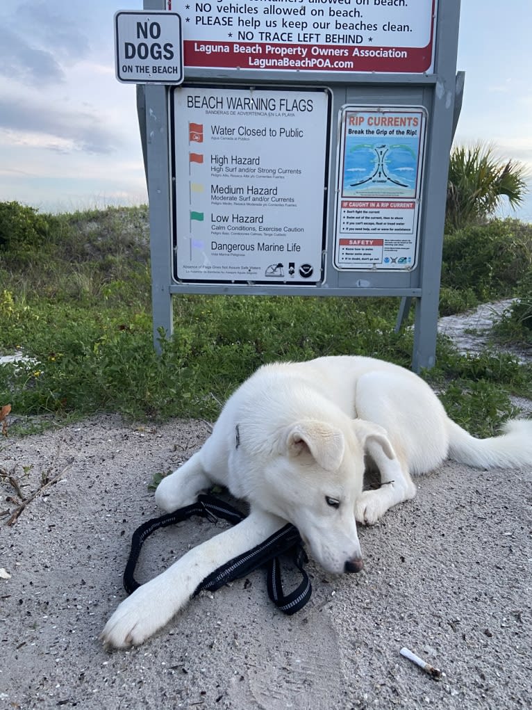Dash, a Gerberian Shepsky (12.7% unresolved) tested with EmbarkVet.com