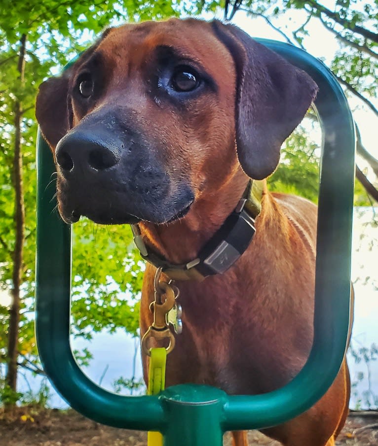 Willow, a Rhodesian Ridgeback tested with EmbarkVet.com