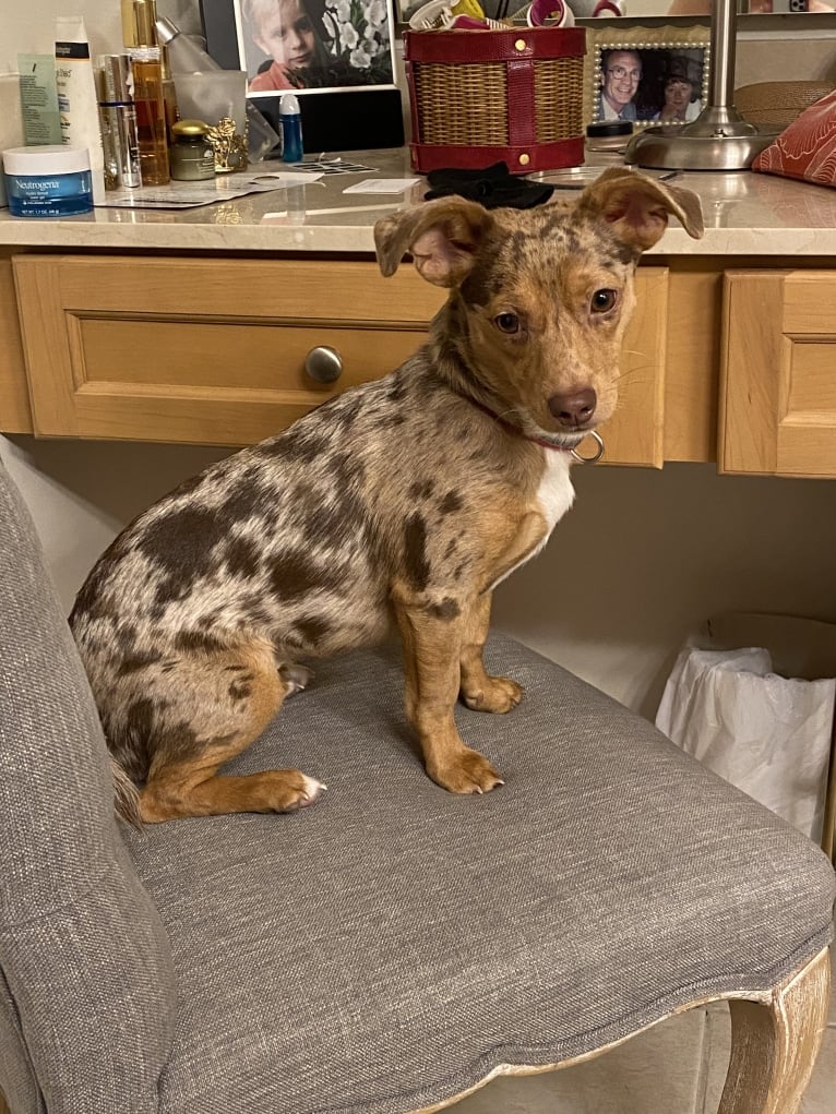 Mokie, a Dachshund and Russell-type Terrier mix tested with EmbarkVet.com