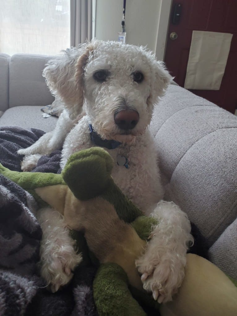 Jace, a Poodle (Standard) and Llewellin Setter mix tested with EmbarkVet.com