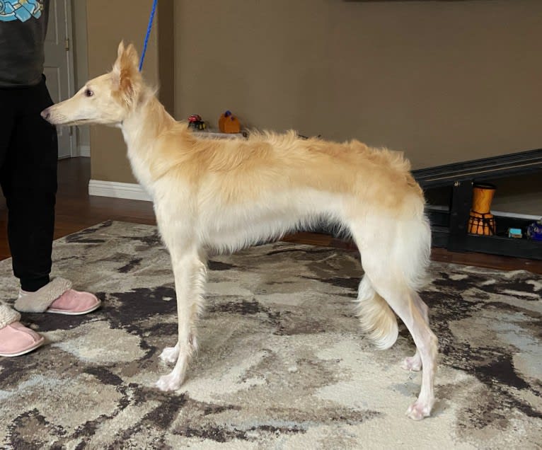 Ace, a Silken Windhound tested with EmbarkVet.com