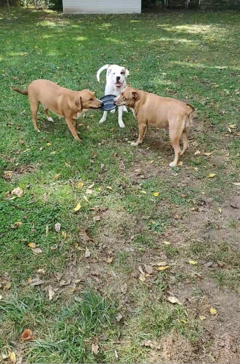 Rollo, an American Pit Bull Terrier and Labrador Retriever mix tested with EmbarkVet.com