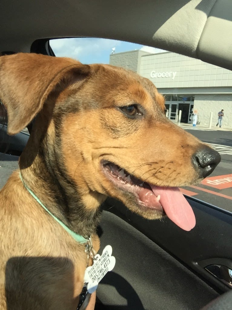 Pepper, an American Pit Bull Terrier and Treeing Walker Coonhound mix tested with EmbarkVet.com