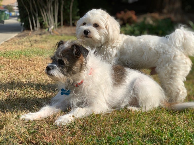 Murray, a Chihuahua and Shih Tzu mix tested with EmbarkVet.com