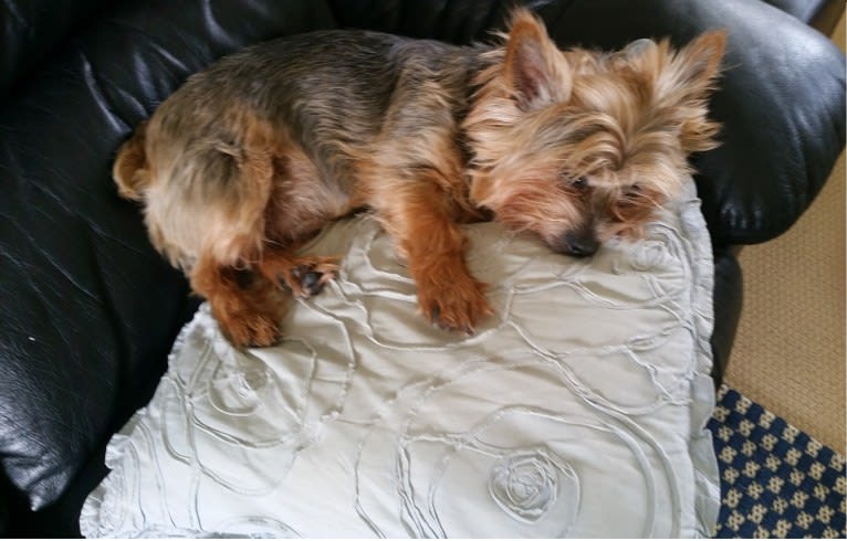 Rusty, a Silky Terrier tested with EmbarkVet.com